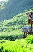 Туры в отель Eco Palms House - Sapa Retreat Туры в отель Eco Palms House - Sapa Retreat