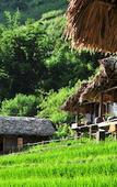 Туры в отель Eco Palms House - Sapa Retreat Туры в отель Eco Palms House - Sapa Retreat