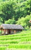 Туры в отель Eco Palms House - Sapa Retreat Туры в отель Eco Palms House - Sapa Retreat