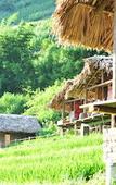 Туры в отель Eco Palms House - Sapa Retreat Туры в отель Eco Palms House - Sapa Retreat