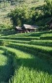 Туры в отель Eco Palms House - Sapa Retreat Туры в отель Eco Palms House - Sapa Retreat