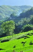 Туры в отель Eco Palms House - Sapa Retreat Туры в отель Eco Palms House - Sapa Retreat