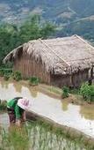 Туры в отель Eco Palms House - Sapa Retreat Туры в отель Eco Palms House - Sapa Retreat