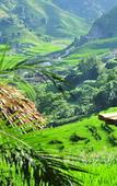 Туры в отель Eco Palms House - Sapa Retreat Туры в отель Eco Palms House - Sapa Retreat