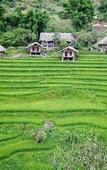Туры в отель Eco Palms House - Sapa Retreat Туры в отель Eco Palms House - Sapa Retreat