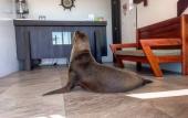 Туры в отель Galapagos Sunset Hotel Туры в отель Galapagos Sunset Hotel
