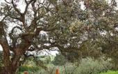 Туры в отель Villa Strampelli Туры в отель Villa Strampelli