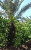 Туры в отель Tissili Auberge Restaurant Oasis de Fint Туры в отель Tissili Auberge Restaurant Oasis de Fint
