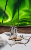 Туры в отель Wilderness Hotel Inari & Igloos Туры в отель Wilderness Hotel Inari & Igloos