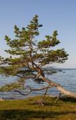 Туры в отель Wilderness Hotel Inari & Igloos Туры в отель Wilderness Hotel Inari & Igloos