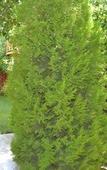 Туры в отель Sinter Terasse House Hotel Туры в отель Sinter Terasse House Hotel