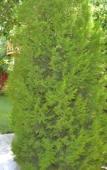 Туры в отель Sinter Terasse House Hotel Туры в отель Sinter Terasse House Hotel