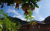 Туры в отель Jukheon Traditional House Туры в отель Jukheon Traditional House