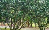 Туры в отель Orchard Home Resort Nam Cat Tien Туры в отель Orchard Home Resort Nam Cat Tien