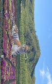 Туры в отель Holiday Inn Express XINING RAILWAY STATION by IHG Туры в отель Holiday Inn Express XINING RAILWAY STATION by IHG