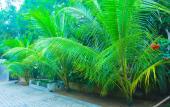 Туры в отель Sri Lankan Villa Туры в отель Sri Lankan Villa