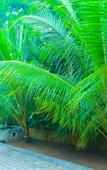 Туры в отель Sri Lankan Villa Туры в отель Sri Lankan Villa
