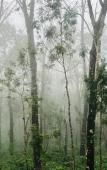 Туры в отель Coorg Wilderness Resort & Spa Туры в отель Coorg Wilderness Resort & Spa