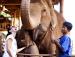 Туры в Anantara Golden Triangle Elephant Camp & Resort