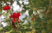 Туры в отель Emoha Dive Resort Туры в отель Emoha Dive Resort