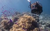 Туры в отель Emoha Dive Resort Туры в отель Emoha Dive Resort