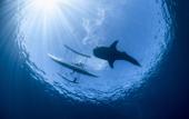 Туры в отель Emoha Dive Resort Туры в отель Emoha Dive Resort