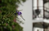 Туры в отель Totelya Hotel (Adults Only) Туры в отель Totelya Hotel (Adults Only)