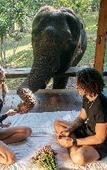 Туры в отель Tawan Riverside - Elephant Resort Туры в отель Tawan Riverside - Elephant Resort