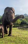 Туры в отель Tawan Riverside - Elephant Resort Туры в отель Tawan Riverside - Elephant Resort