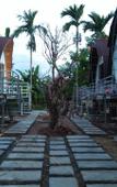 Туры в отель Areca Bungalow Туры в отель Areca Bungalow