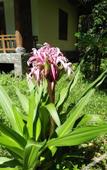 Туры в отель Areca Bungalow Туры в отель Areca Bungalow