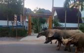 Туры в отель Areca Bungalow Туры в отель Areca Bungalow