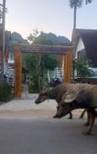 Туры в отель Areca Bungalow Туры в отель Areca Bungalow