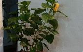 Туры в отель Areca Bungalow Туры в отель Areca Bungalow