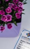 Туры в отель Le Due Sicilie Bed & Breakfast Туры в отель Le Due Sicilie Bed & Breakfast