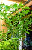 Туры в отель JoysVilla Family Holiday Home Туры в отель JoysVilla Family Holiday Home