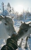 Туры в отель Northern Lights Ranch Туры в отель Northern Lights Ranch