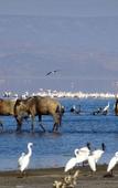 Туры в отель Africa Safari Lake Natron Camping Туры в отель Africa Safari Lake Natron Camping