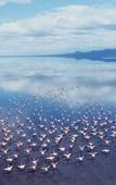 Туры в отель Africa Safari Lake Natron Camping Туры в отель Africa Safari Lake Natron Camping