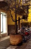 Туры в отель Marconi Rooms - Loggia delle Erbe Туры в отель Marconi Rooms - Loggia delle Erbe