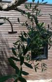 Туры в отель Les Suites Du Maquis Туры в отель Les Suites Du Maquis
