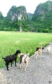 Туры в отель Lotus Field Homestay Туры в отель Lotus Field Homestay