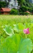 Туры в отель Lotus Field Homestay Туры в отель Lotus Field Homestay