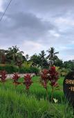 Туры в отель Shivananda Antique Villas by EPS Туры в отель Shivananda Antique Villas by EPS