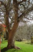 Туры в отель Agriturismo Le Tese Туры в отель Agriturismo Le Tese