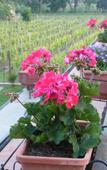 Туры в отель Agriturismo Grillo Iole Туры в отель Agriturismo Grillo Iole