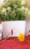 Туры в отель Agripodere il Falco - Tuscany Nature & Relax Туры в отель Agripodere il Falco - Tuscany Nature & Relax