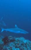 Туры в отель Rashuthere Maldives Туры в отель Rashuthere Maldives