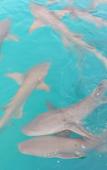 Туры в отель Rashuthere Maldives Туры в отель Rashuthere Maldives