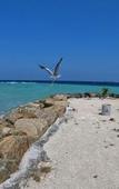 Туры в отель Rashuthere Maldives Туры в отель Rashuthere Maldives